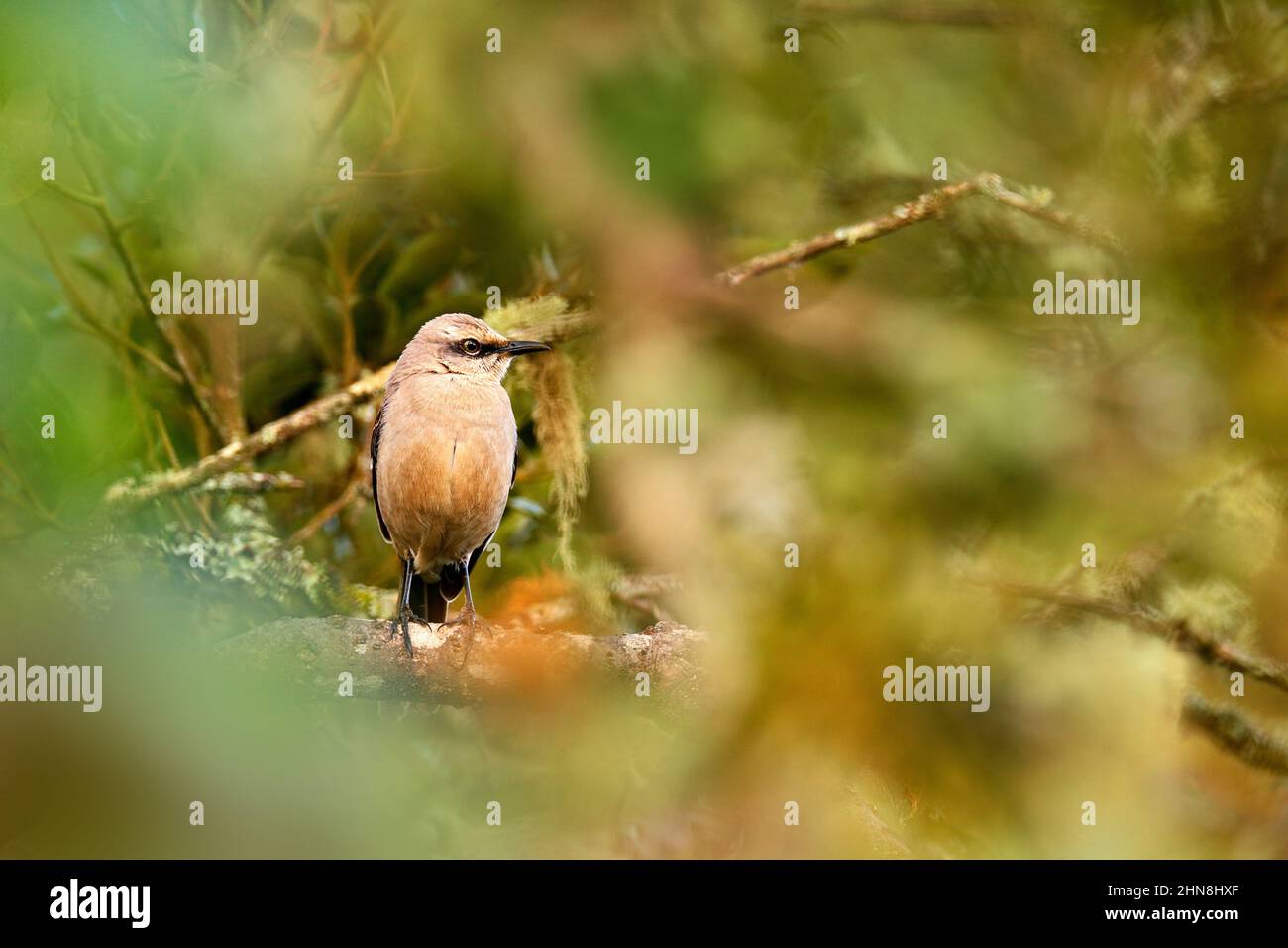 Tropischer Mockingbird, Mimus gilvus, seltene Sichtung in Costa Rica, Berge im Savegre-Tal. Vogelbeobachtung in Mittelamerika. Mockingbird versteckt Stockfoto