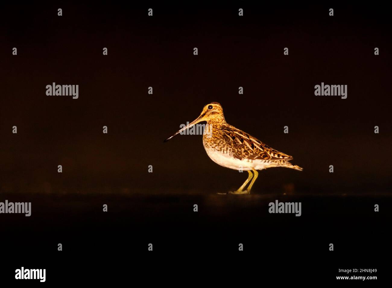 Vogelschnepfe, Porträt in der Nacht, Brdy, Tschechische Republik. Watvögel mit Tarnfedern Farben. Dunkle Nacht mit Vogel. Stockfoto