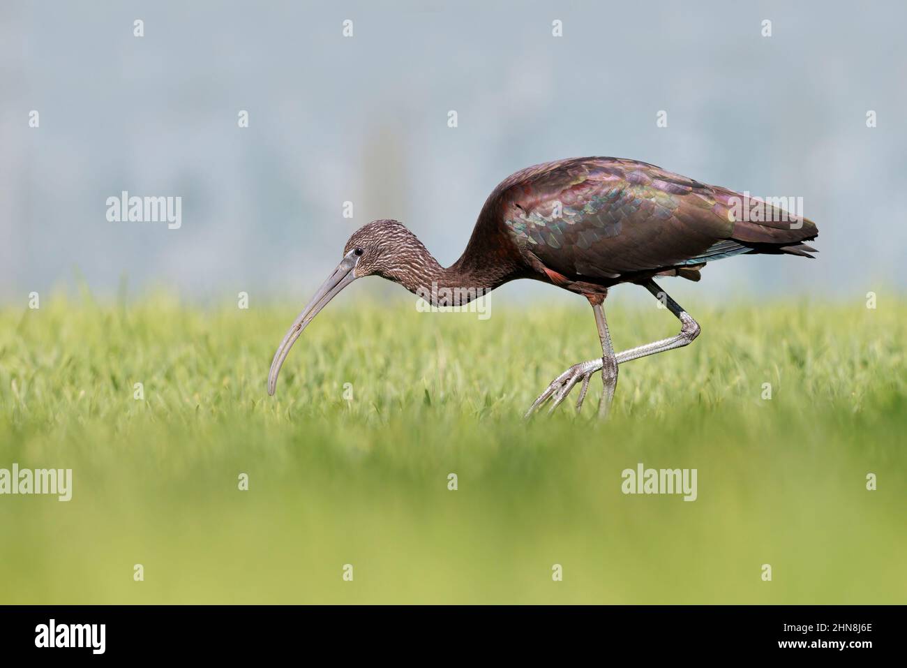 Hochglanz ibis, Morro Jable, Fuerteventura, Kanarische Inseln, Januar 2022 Stockfoto