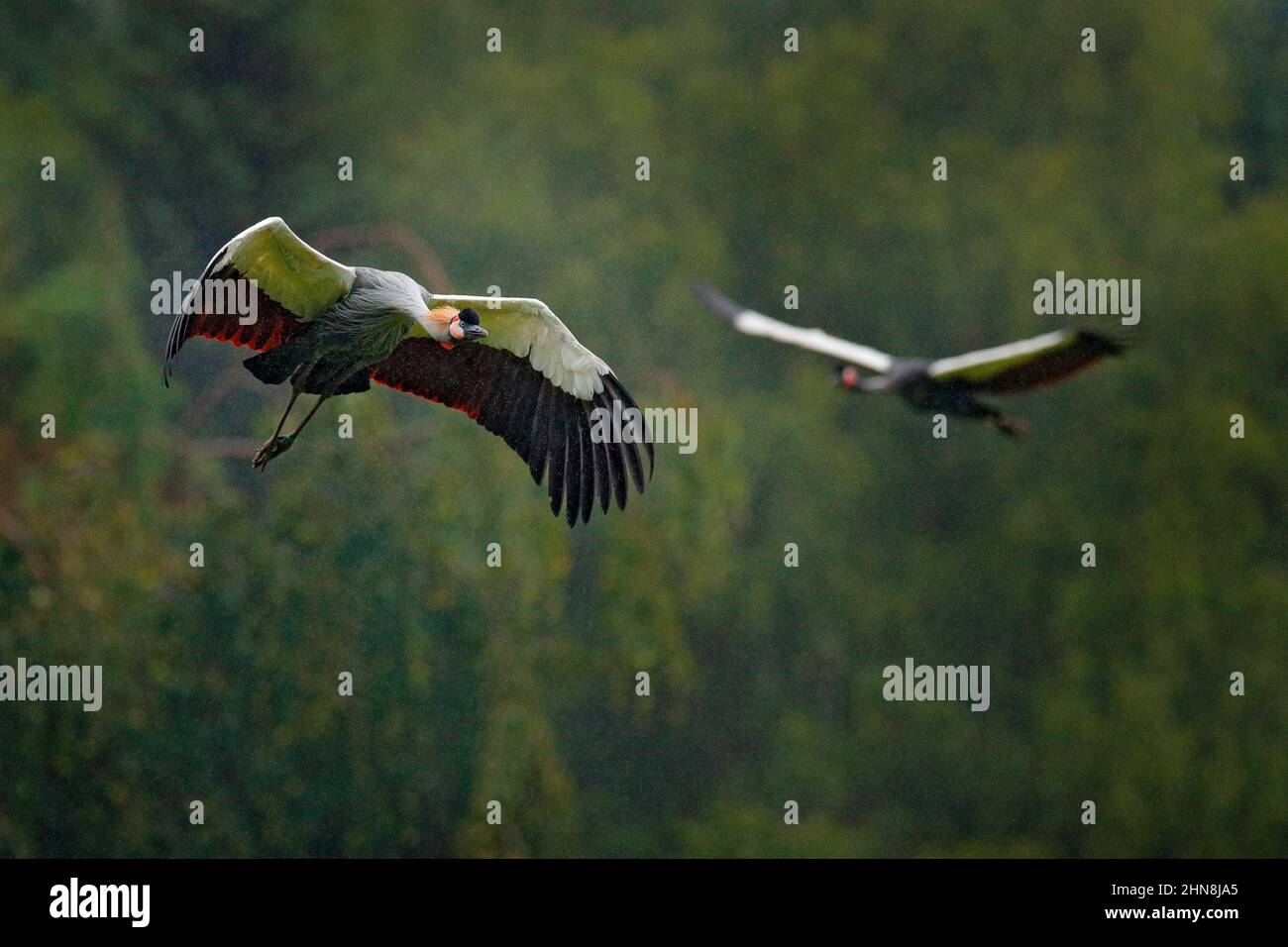 Grauer Kranich im Flug, Balearica regulorum, mit dunklem Hintergrund. Vogelkopf mit Goldwappen bei starkem Regen, Afrika, Tansania. Großer Vogel fliegt in Th Stockfoto