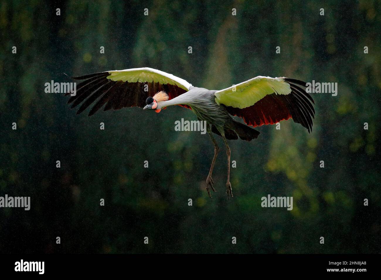 Grauer Kranich im Flug, Balearica regulorum, mit dunklem Hintergrund. Vogelkopf mit Goldwappen bei starkem Regen, Afrika, Tansania. Großer Vogel fliegt in Th Stockfoto