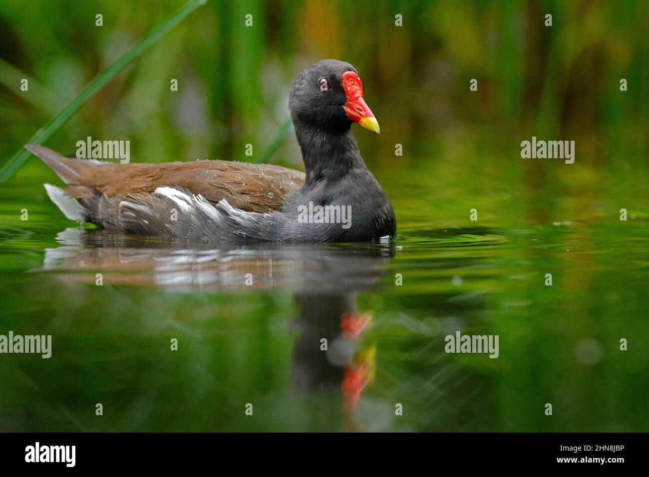 Moorhen, Porphyrio martinicus, im Wassersee, grüne Vegetation. Brauner Wasservogel mit gelbem und rotem Schnabel, Tschechische republik. Wildtierszene f Stockfoto
