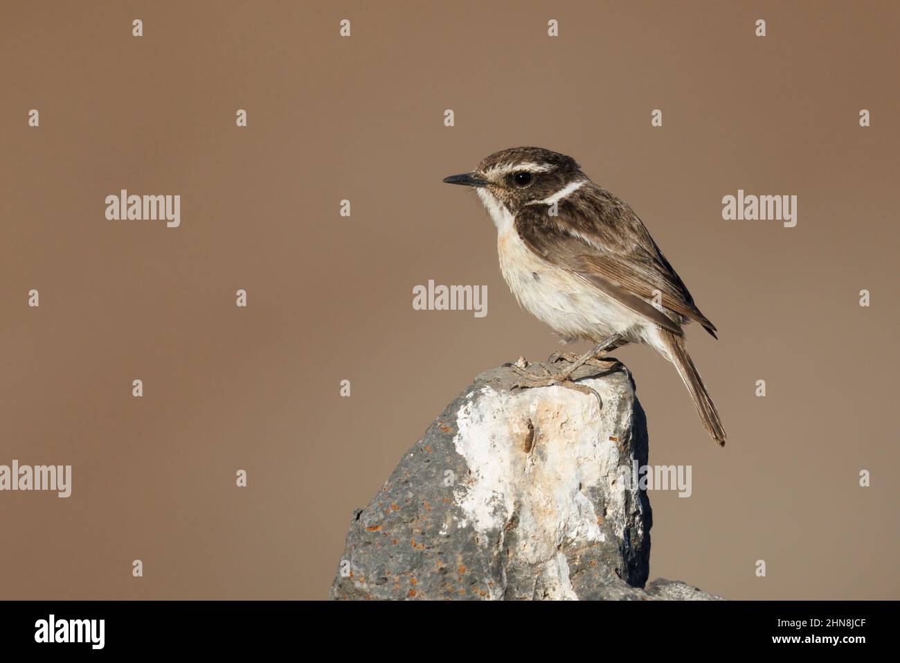 Fuerteventura Stonechat, Barranco de Joros, Fuerteventura, Kanarische Inseln, Januar 2022 Stockfoto