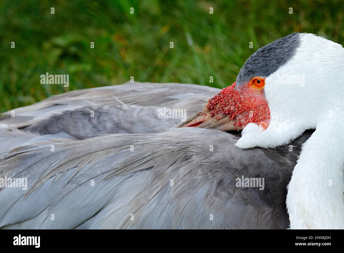 Wattkranich, Grus carunculata, mit rotem Kopf, Wildtiere aus dem Okavango Delta, Moremi, Botswana. Großer Vogel im Naturlebensraum, grüne Wiese. Wildtiere Stockfoto