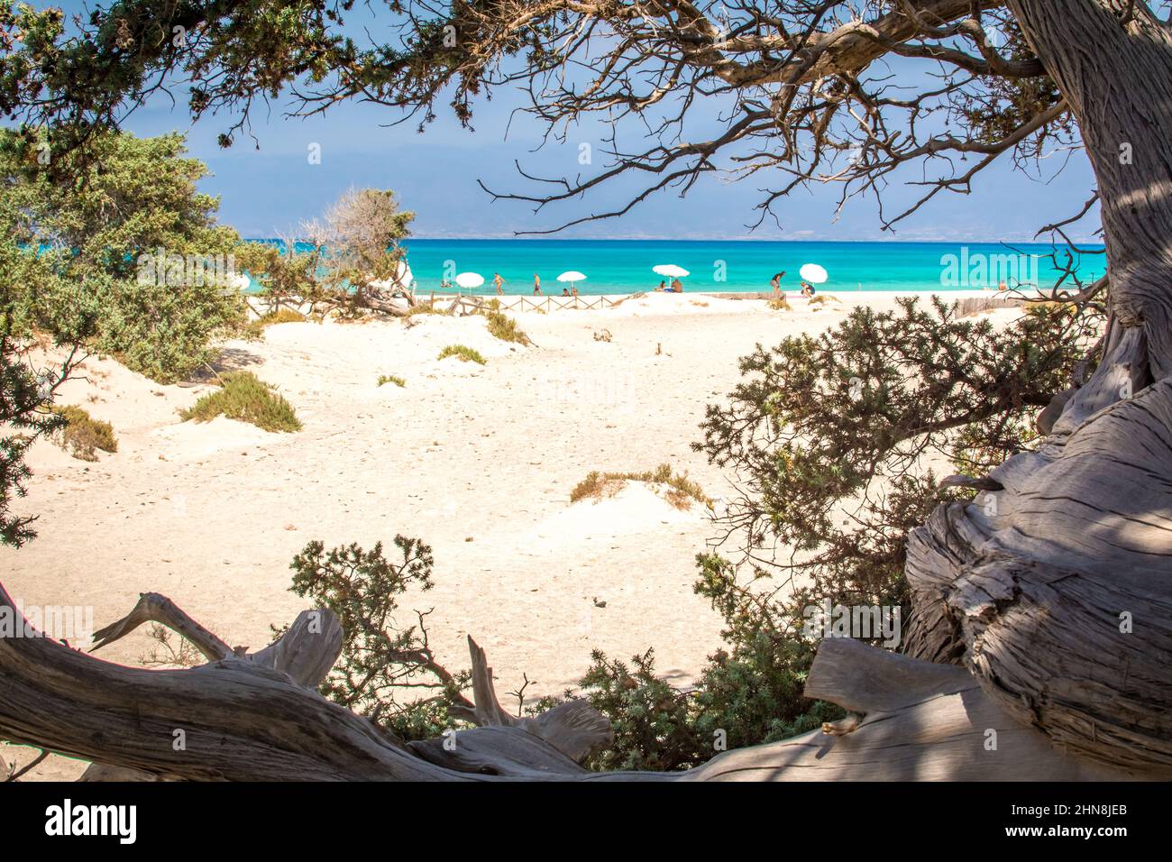 Detail eines ausgetrockneten Zedernstammes, weißer Sand, Chrissi Island.Greece Stockfoto