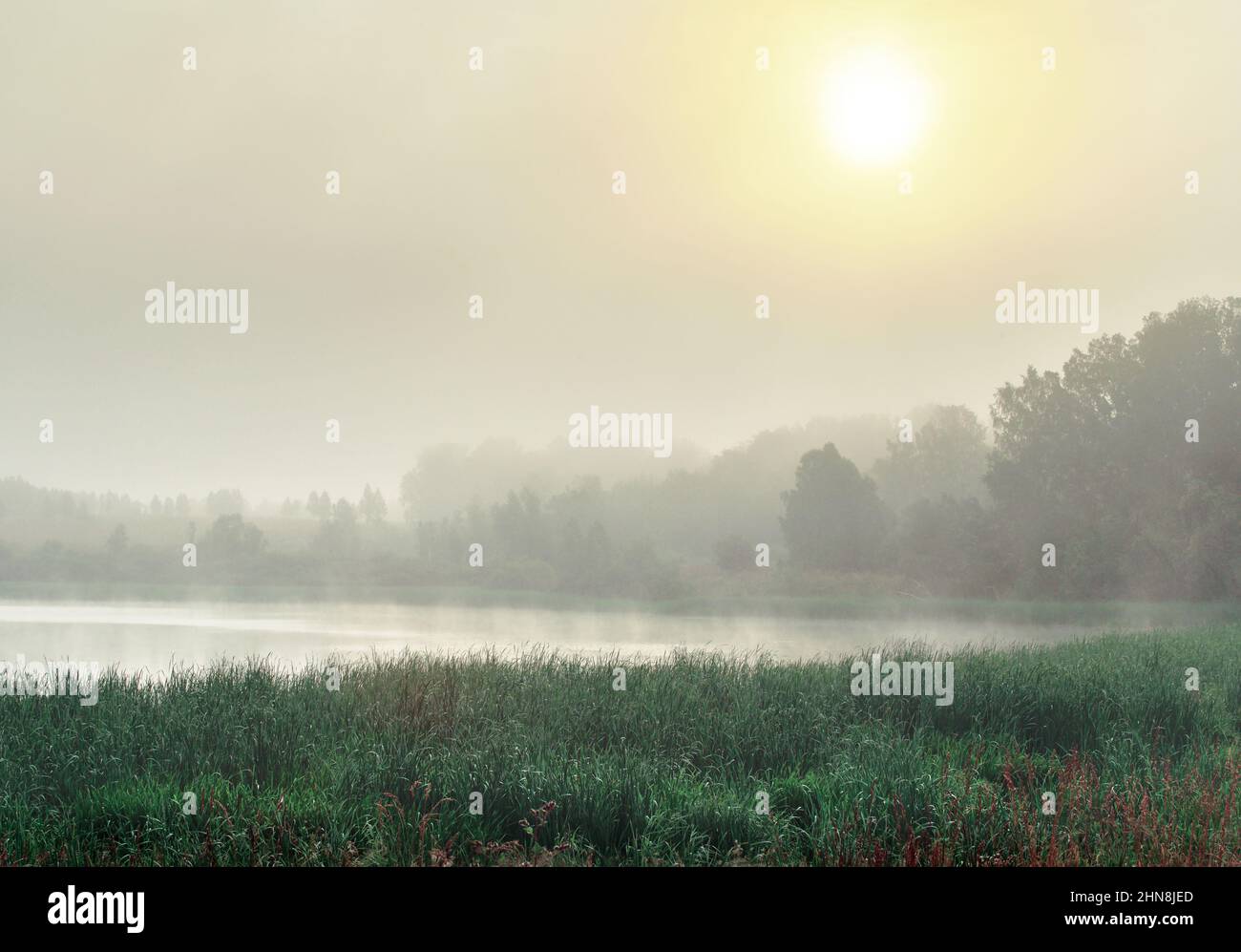 Das Ufer des Sees mit hohem Gras, Schilf, Silhouetten der Bäume. Die Morgensonne scheint durch einen dichten Nebel. Reine Natur Sibiriens, Nowosibirs Stockfoto Das Ufer des Sees mit hohem Gras, Schilf, Silhouetten der Bäume. Die Morgensonne scheint durch einen dichten Nebel. Reine Natur Sibiriens, Nowosibirs Stockfoto