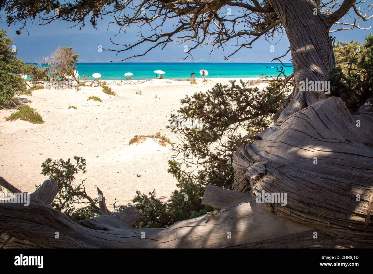 Detail eines ausgetrockneten Zedernstammes, weißer Sand, Chrissi Island.Greece Stockfoto