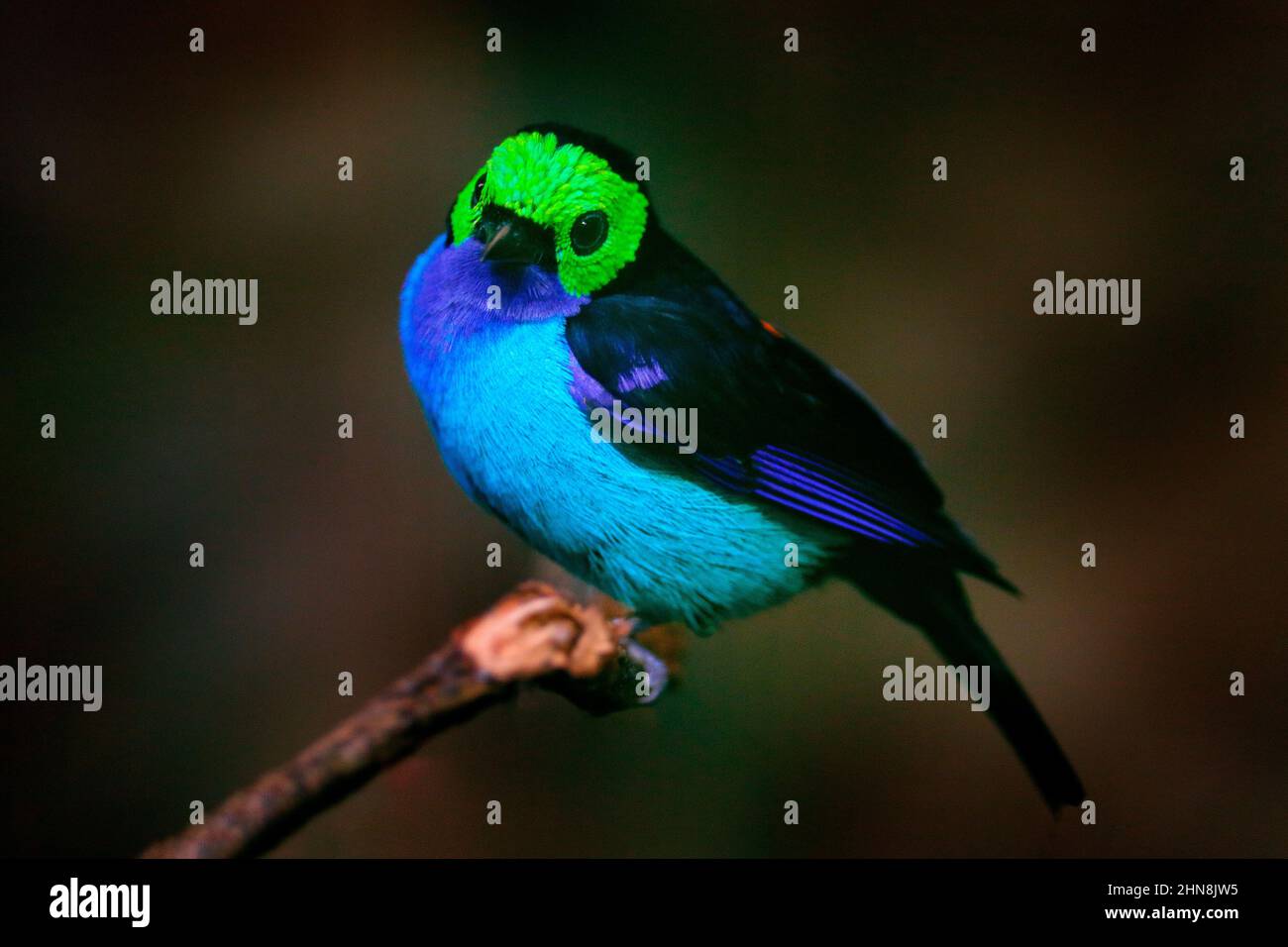 Mehrfarbiger Tangare im Naturlebensraum. Paradies Tanager, Tangara chilensis, Vogel mit blauer Kehle und hellgrünem Gesicht, Tierwelt in Brasilien. Tana Stockfoto