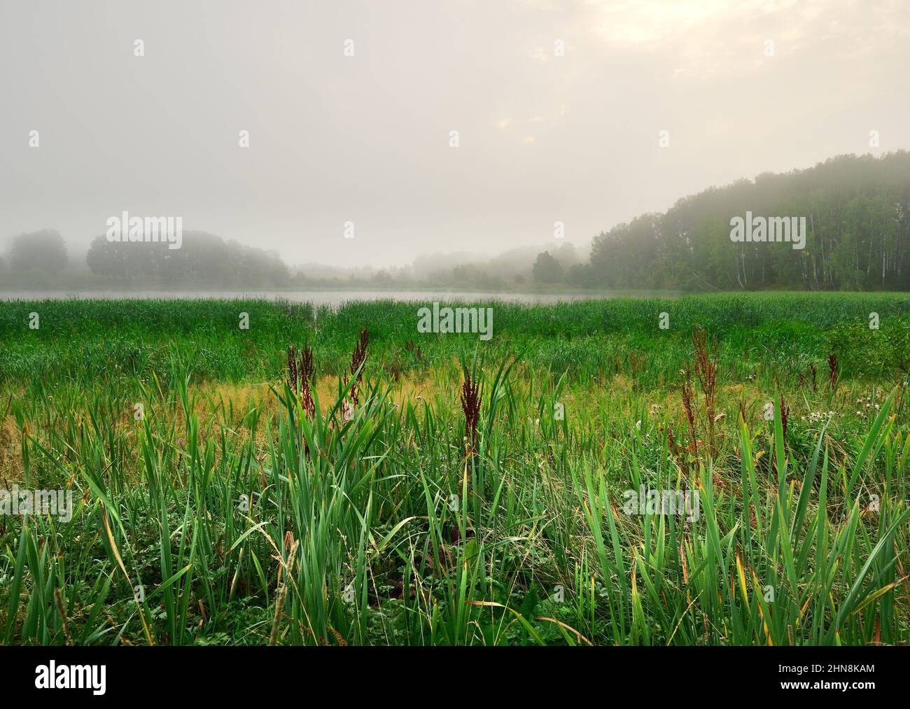 Das Ufer des Sees mit hohem Gras, Schilf, Silhouetten der Bäume. Die Morgensonne scheint durch einen dichten Nebel. Reine Natur Sibiriens, Nowosibirs Stockfoto Das Ufer des Sees mit hohem Gras, Schilf, Silhouetten der Bäume. Die Morgensonne scheint durch einen dichten Nebel. Reine Natur Sibiriens, Nowosibirs Stockfoto