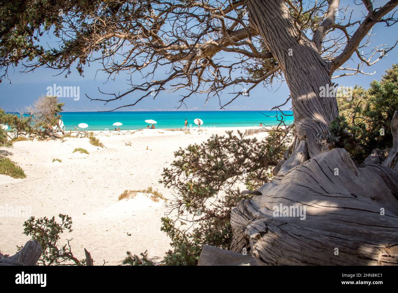 Detail eines ausgetrockneten Zedernstammes, weißer Sand, Chrissi Island.Greece Stockfoto