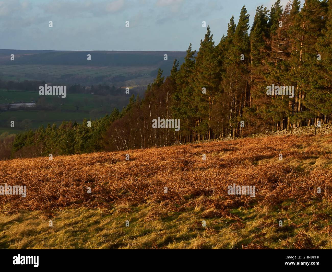 Das Moorland am Berg wird von sattem, goldenem Wintersonnenlicht beleuchtet und von einem Stand aus vom Wind gewirbelten Kiefern umrahmt. Stockfoto