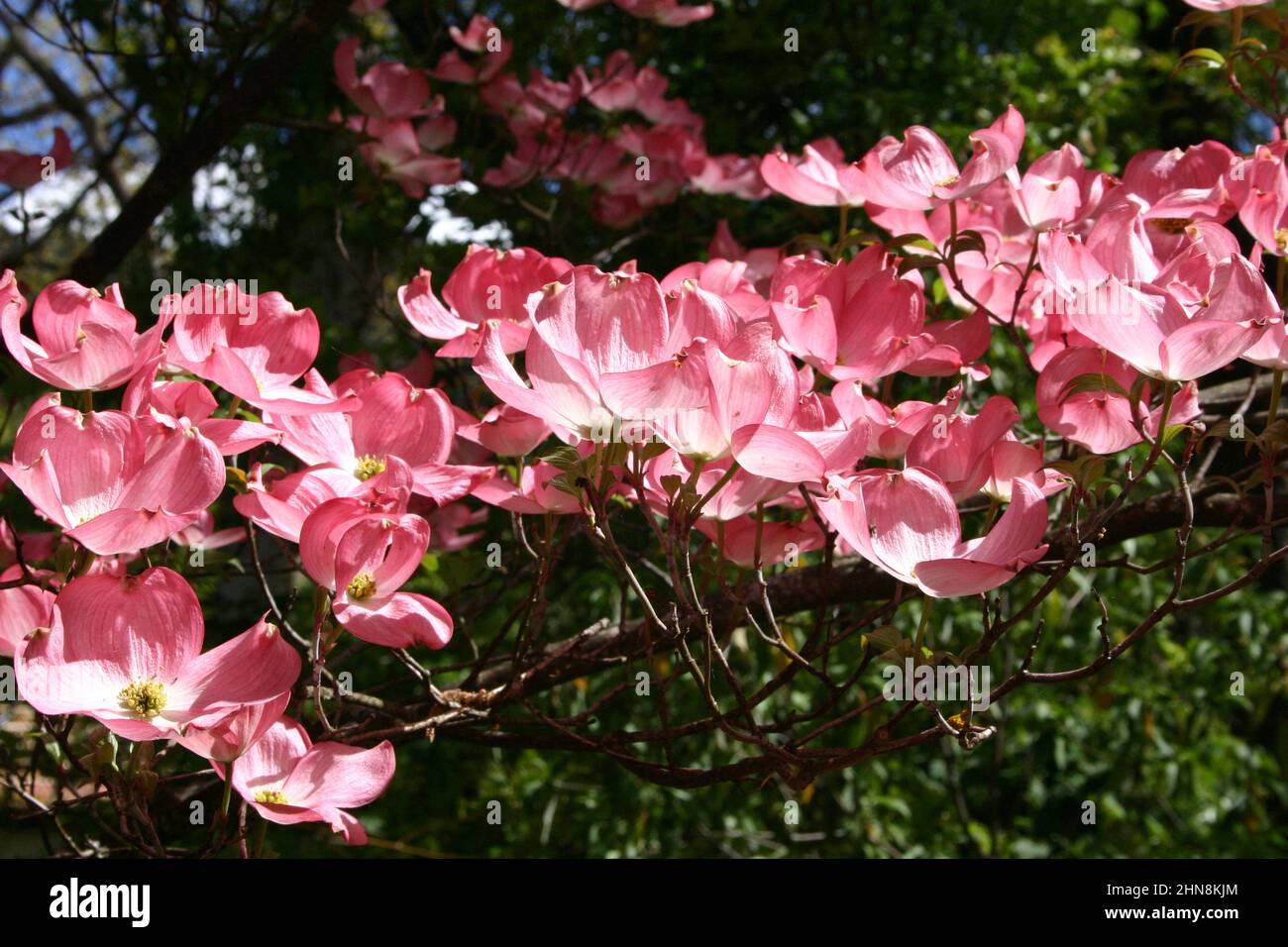 NAHANSICHT DER ROSA BLÜTEN DES HUNDEBAUMES (CORNUS FLORIDA RUBRA) IN NEU-SÜDWALES, AUSTRALIEN. Stockfoto