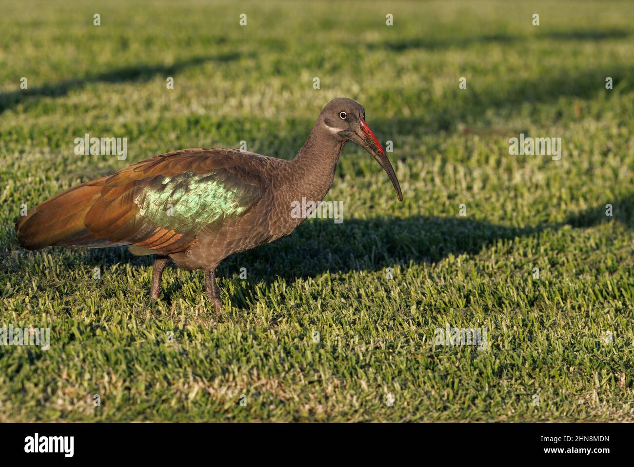 Hadada ibis, Morro Jable, Fuerteventura, Kanarische Inseln, Januar 2022 Stockfoto