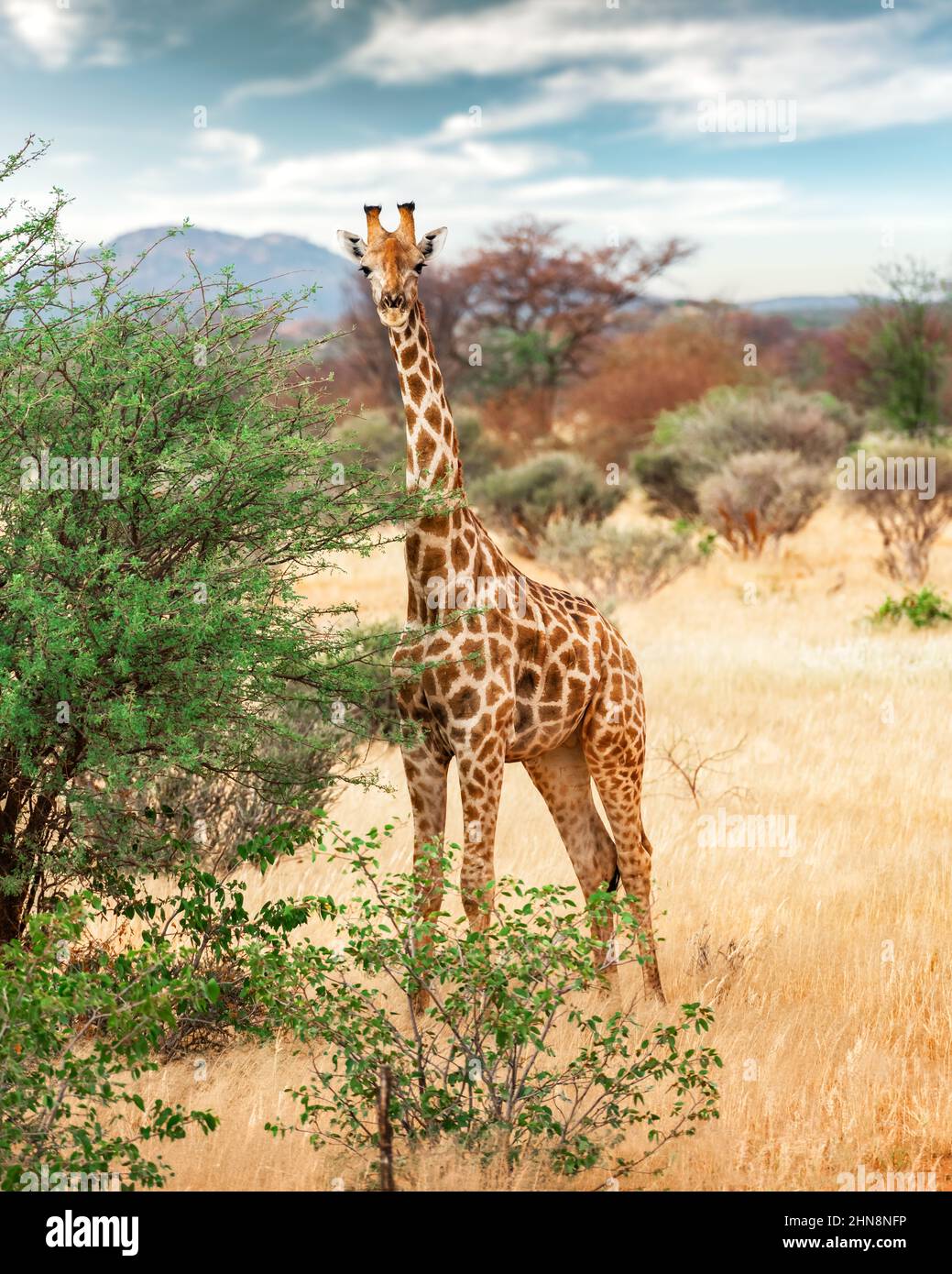 Junge Giraffe bei einem Spaziergang im afrikanischen Busch im Etosha National Park, Namibia, Afrika. Wildtierfotografie Stockfoto