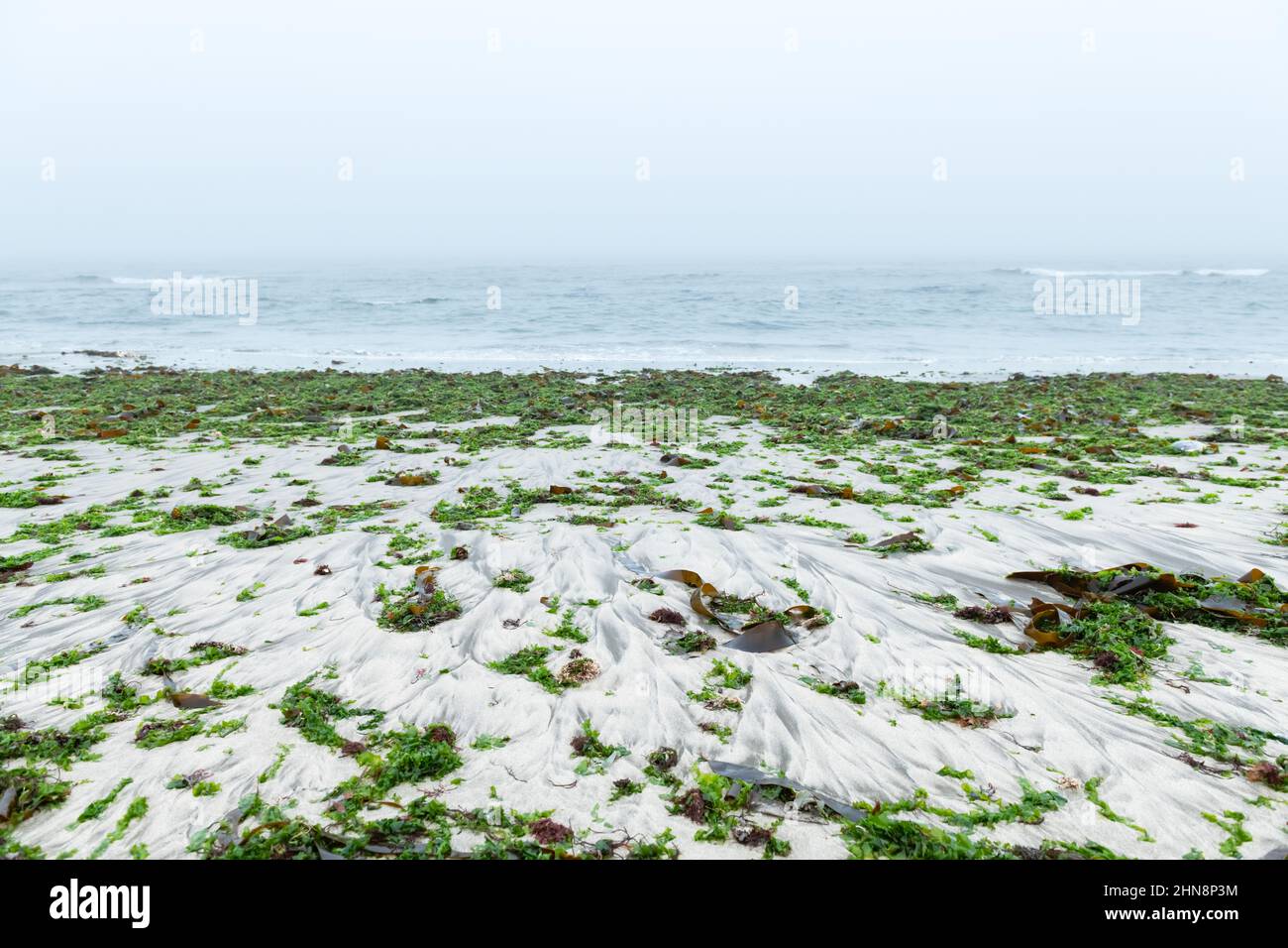 Der Seetang nach dem Sturm auf der Sandküste des Südatlantischen Ozeans. Neblig ruhiges Wasser und mestiger Strand am Morgen Stockfoto