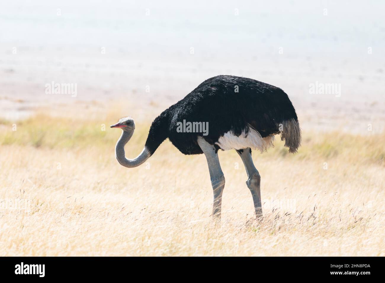 Strauß steht auf trockenem gelben Gras der afrikanischen Savanne. Etosha Nationalpark, Namibia, Afrika. Wildtierfotografie Stockfoto