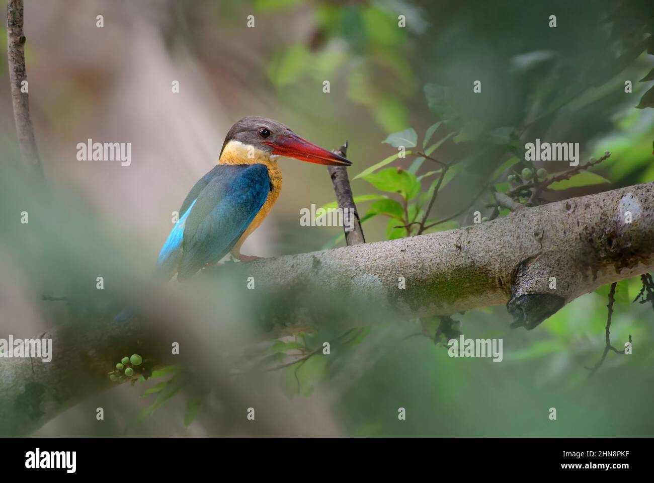 Storchschnabel-Eisvögel - Pelargopsis capensis, schön gefärbter Eisvögel aus asiatischen Wäldern und frischen Gewässern, Sri Lanka. Stockfoto