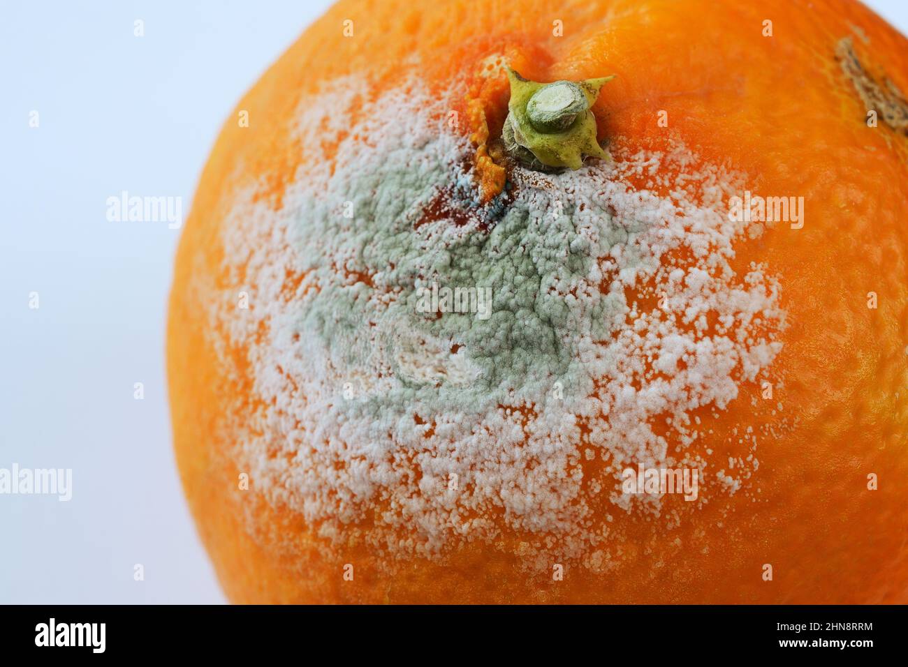 Nahaufnahme einer verdorbenen schimmeligen Mandarine auf neutralem Hintergrund Stockfoto