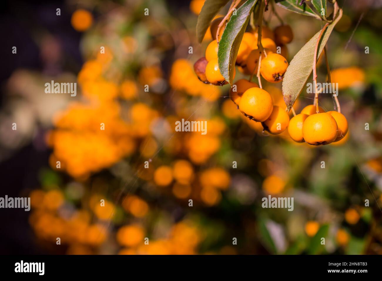 Foto des Herbsthintergrundes mit Beeren Stockfoto