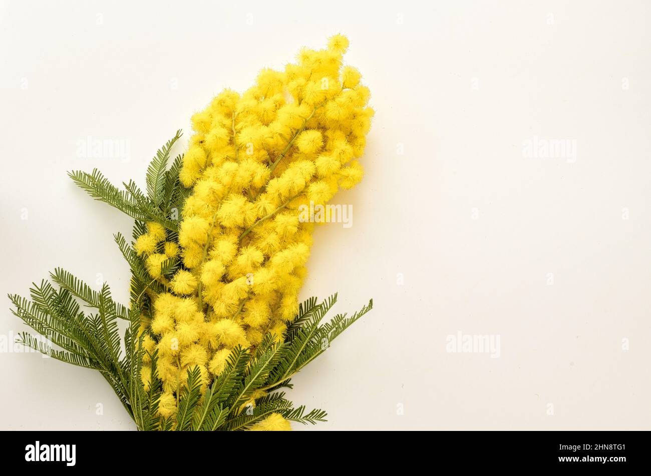 Blumenarrangement aus einem Haufen Mimosen (Acacia dealbata) anlässlich des 8. März, Feier des Frauentags. Stockfoto