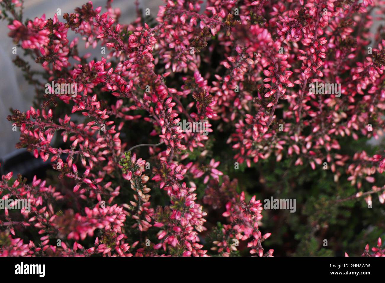 Blühende rosa Calluna Blumen Stockfoto