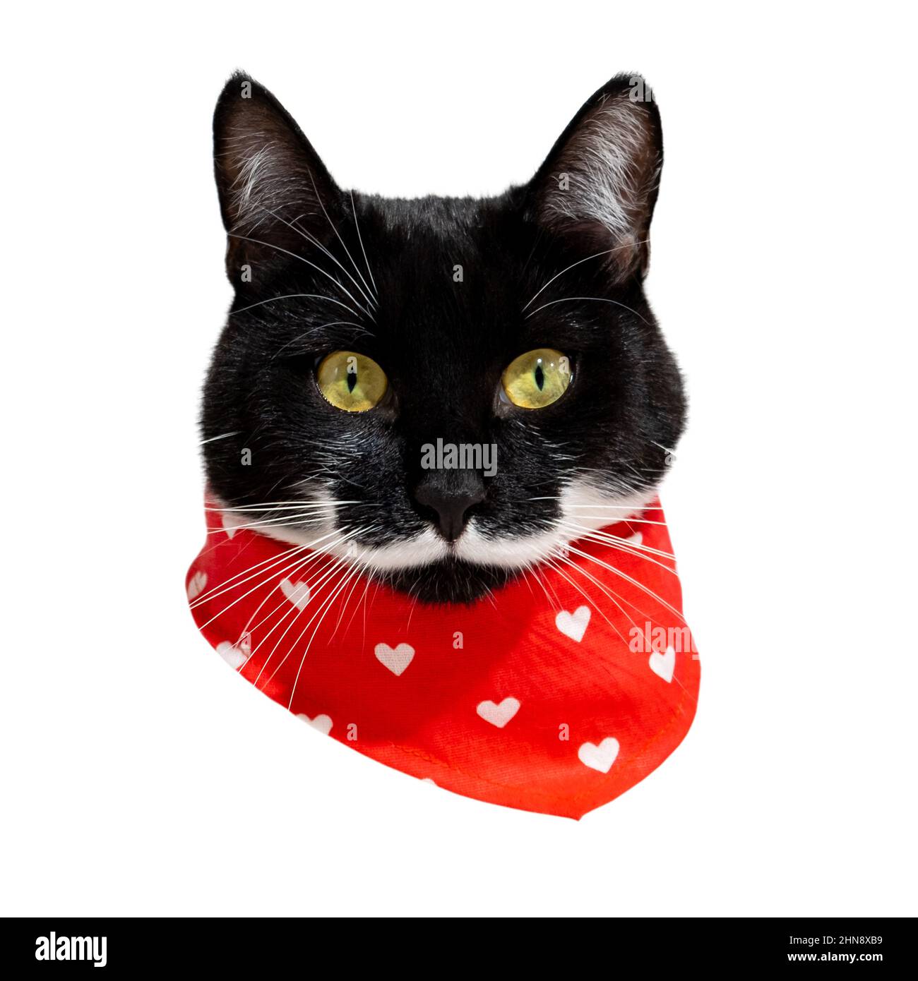 Kopf einer schwarzen Katze mit weißem Schnurrbart in rotem Bandana oder Nackentuch isoliert auf weißem Hintergrund für Collagen oder GIFs. Ungewöhnliche Farbe Haustier. Katzenportrait Stockfoto