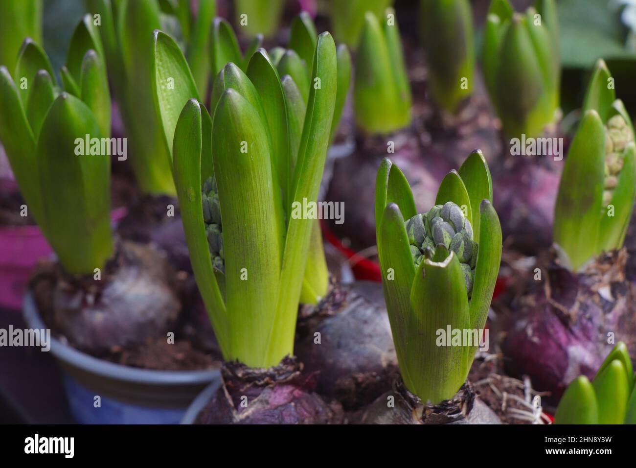 Muscari Grape Hyazinth-Birnen beginnen zu wachsen. Stockfoto