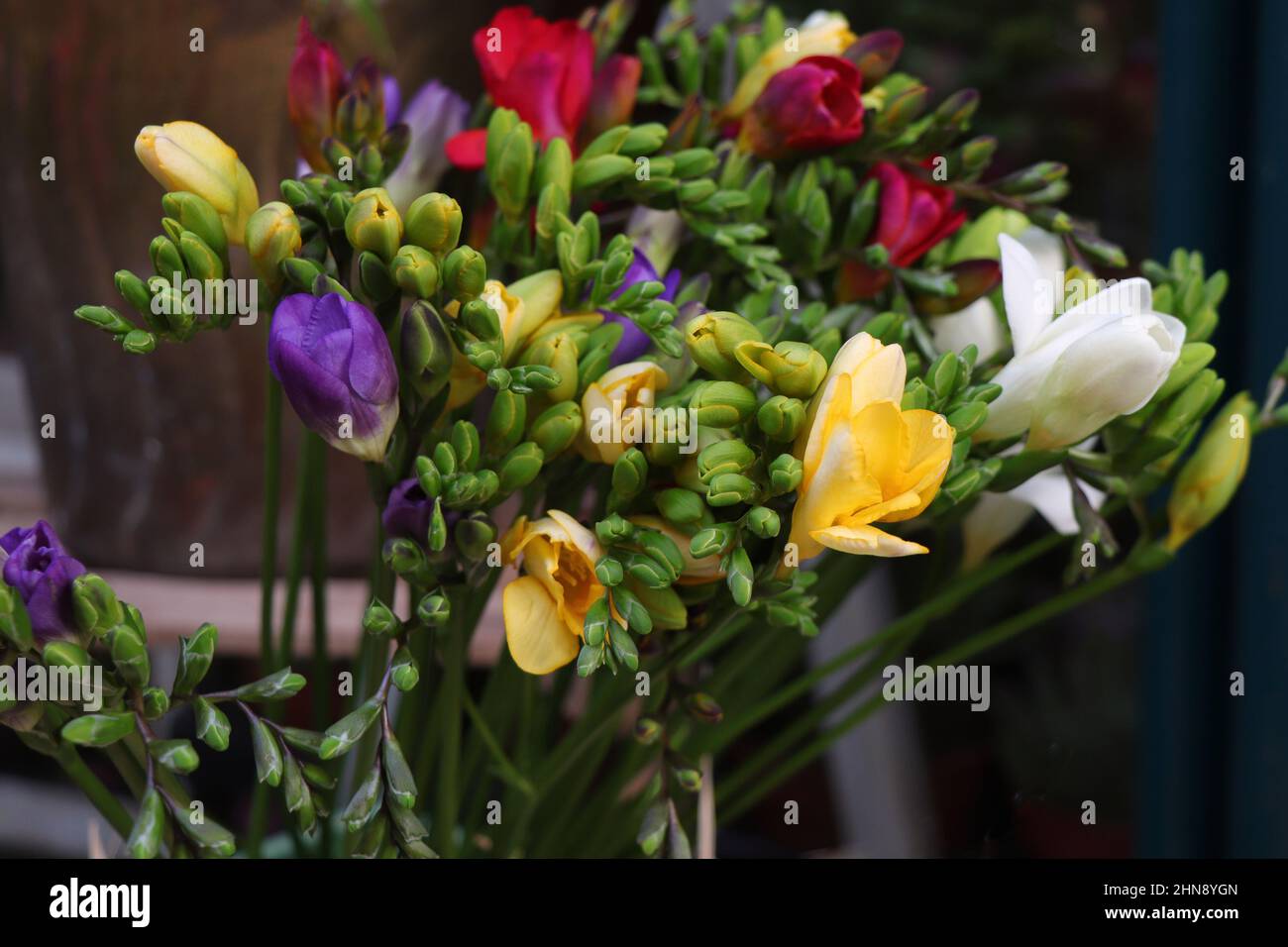 Blühend lila und gelb Freesia. Bouquet von Freesias Stockfoto
