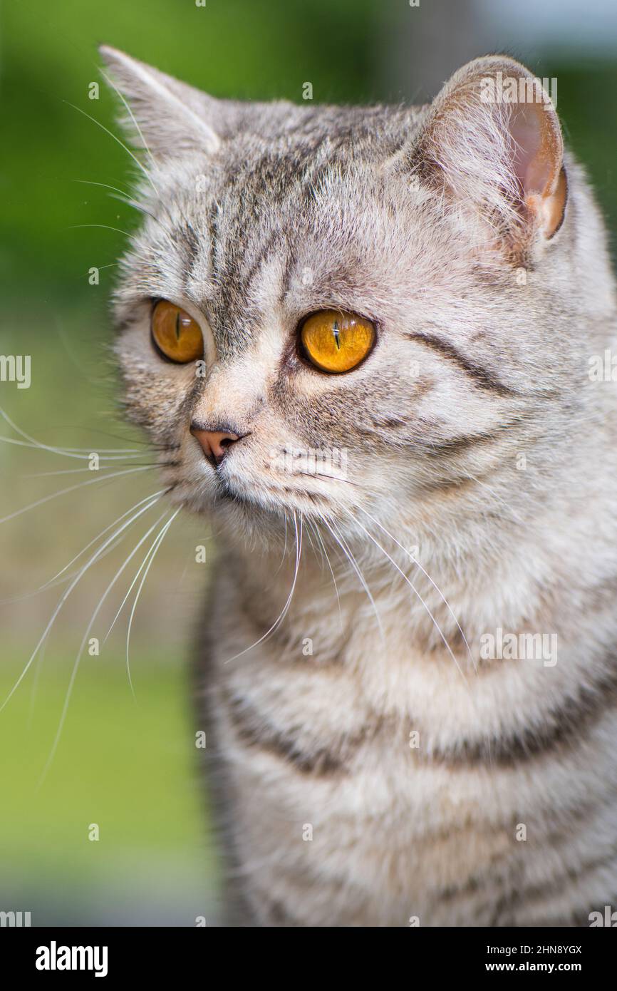 Britische Kurzhaarkatze in einem Garten Stockfoto