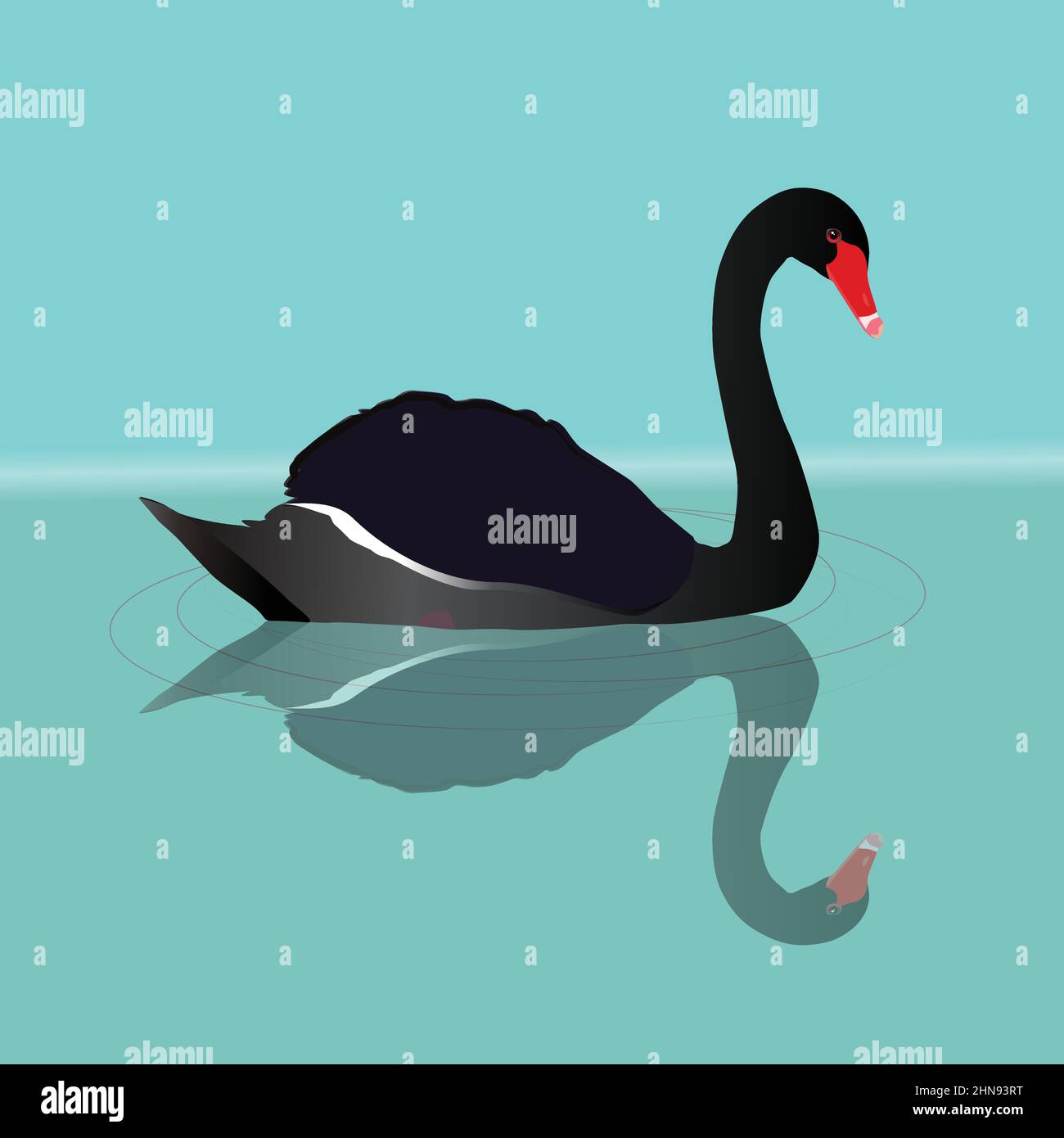 Eine Vektordarstellung eines schwarzen Schwans, der im Wasser schwimmend ist. Sie können die Spiegelung des großen schwarzen Vogels im Wasser sehen. Kurven werden mit angezeigt Stock Vektor