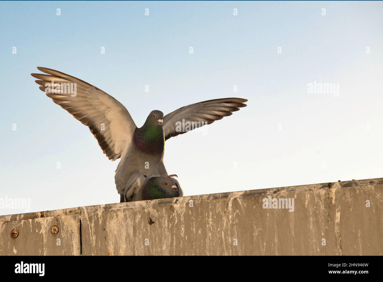 Mit flatternden Flügeln während der Paarung Stockfoto