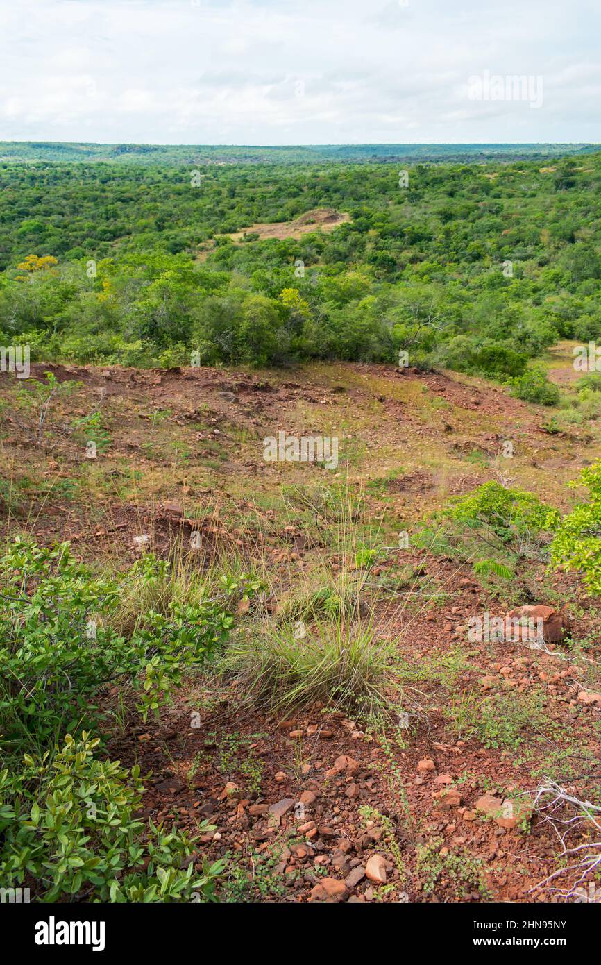 Caatinga-Waldlandschaft in Oeiras, Piaui (Nordostbrasilien) Stockfoto