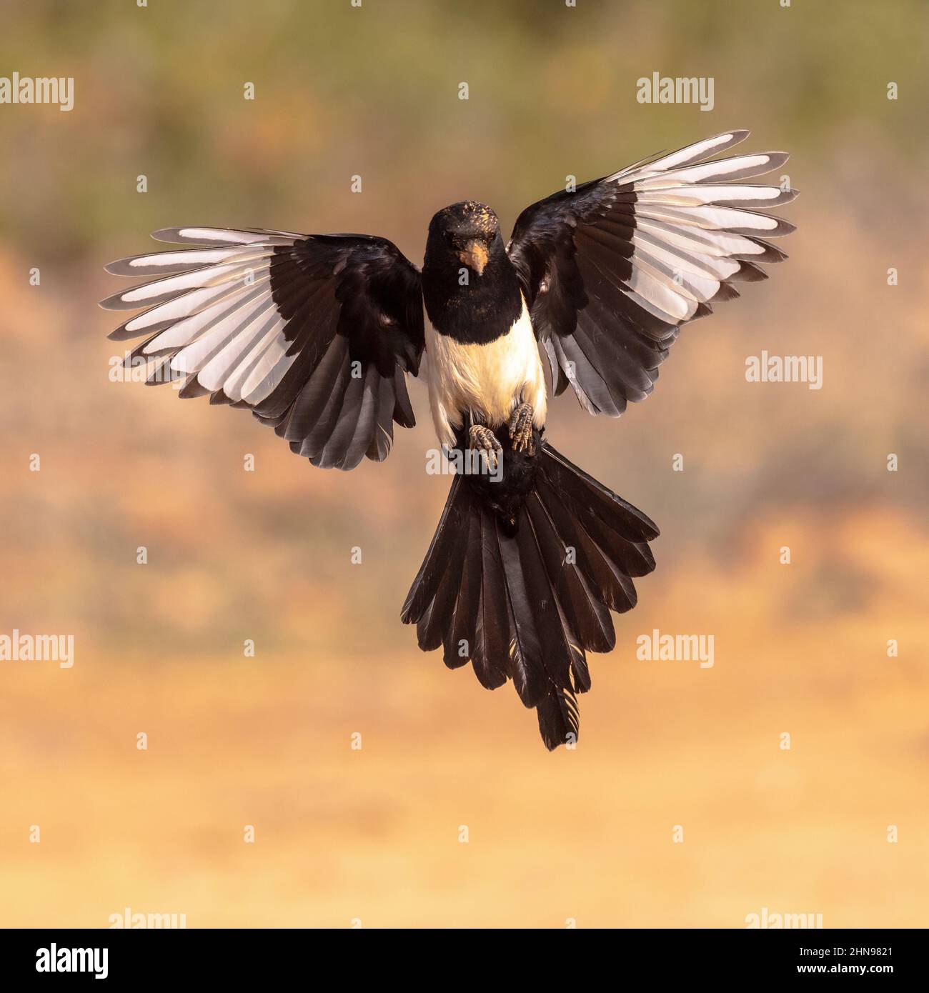 Eurasische Elster (Pica pica) Fliegen auf hellem Hintergrund und betrachten die Kamera in Extremadura, Spanien. April. Wildlife Szene der Natur in Europa. Stockfoto