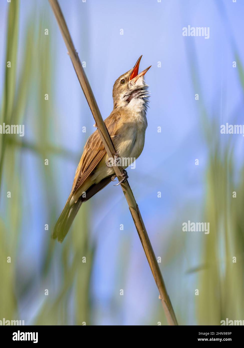 Der große Schilfrohrsänger (Acrocephalus arundinaceus) ist eine eurasische Singvögel der Gattung Acrocephalus. Männlicher Vogel, der im Schilf singt. Wildlife Szene der Natur Stockfoto