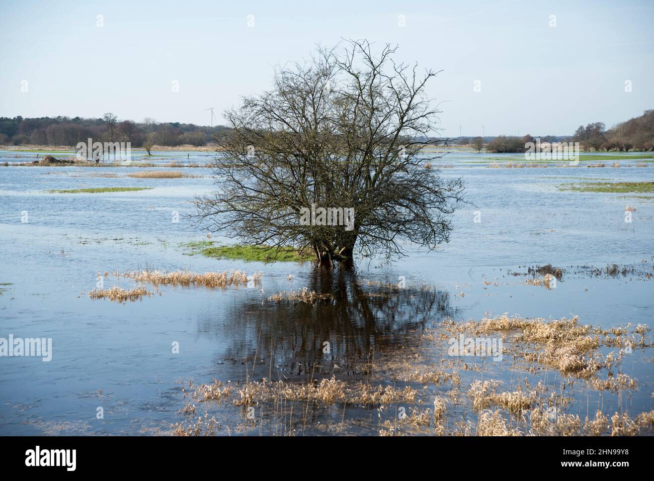 Überflutetes Gebiet mit einem Baum im Winter. Stockfoto