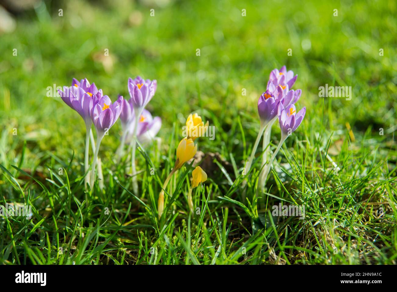 Lila Krokusse auf der Wiese Stockfoto