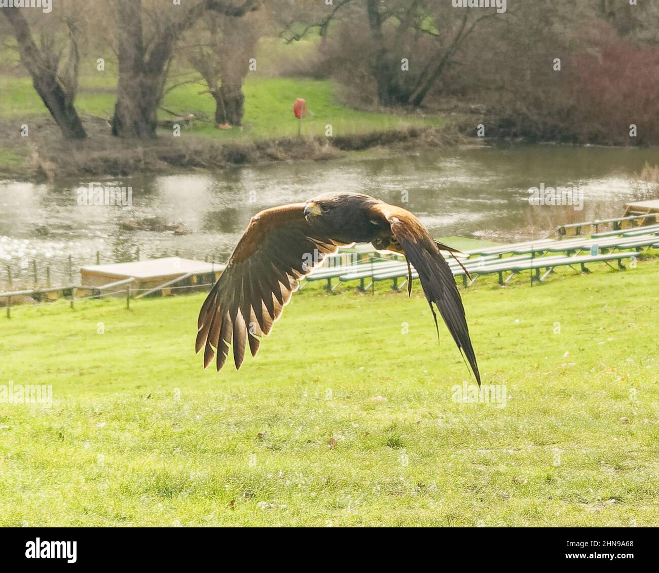 Harris Hawk im Flug Stockfoto