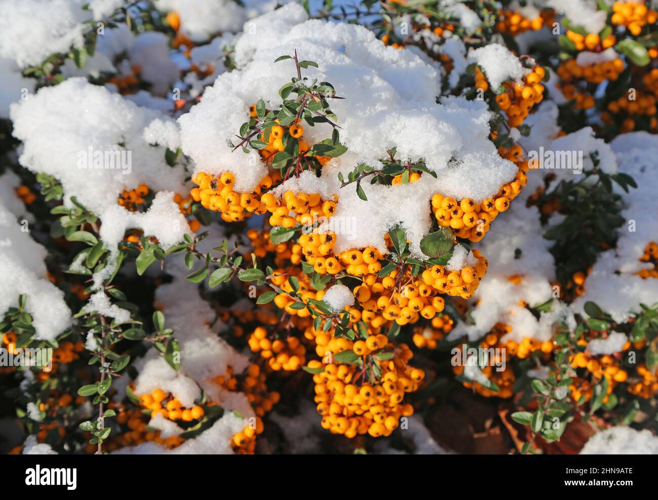 Orangefarbenes firethorn Stockfoto