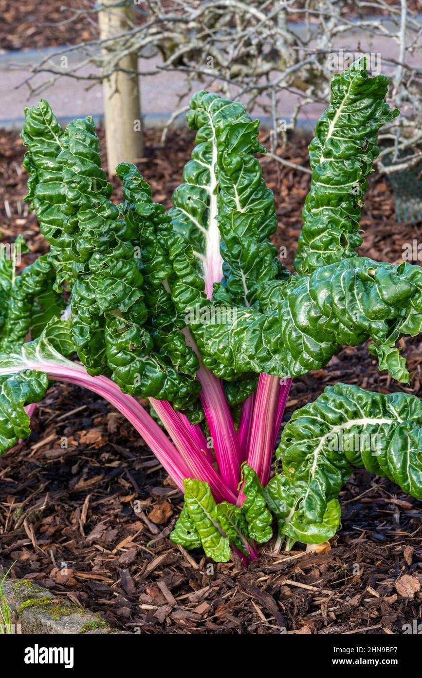 Beta Vulgaris subsp cicla var flavescens 'Rhabarb Chard' eine Gemüsesalatfutter-Ernte mit gesundheitlichen Vorteilen für die Ernährung, Stock-Foto-Bild Stockfoto