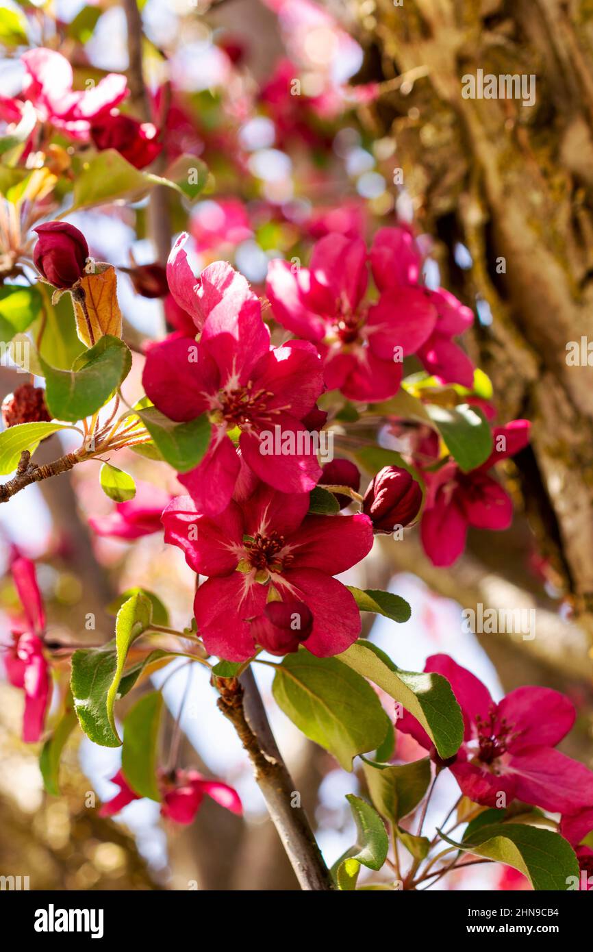 Dunkelrosa Krabbenapfelblüten. Stockfoto