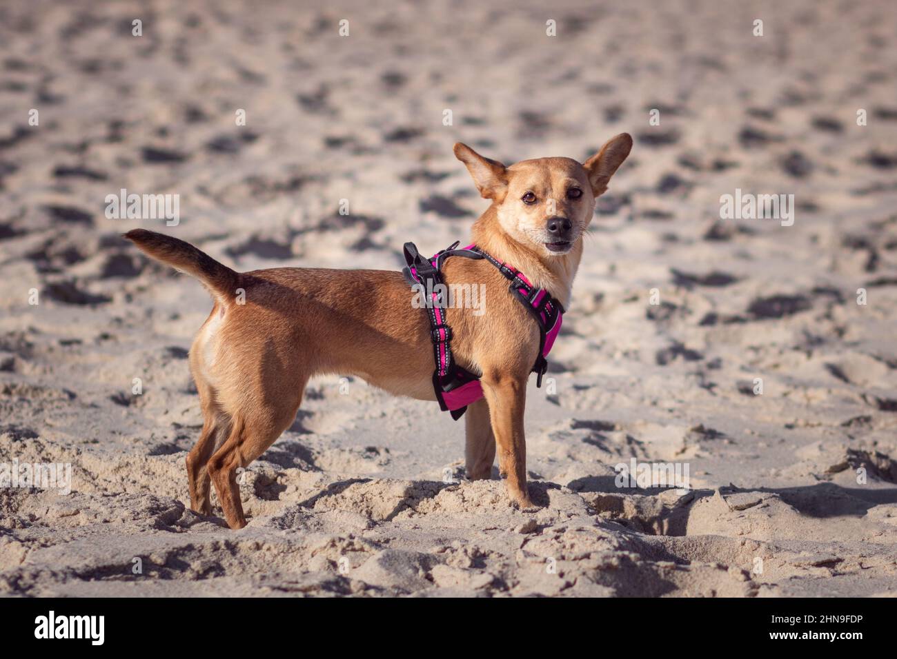 Spitzen ohren hund Fotos und Bildmaterial in hoher Auflösung Alamy