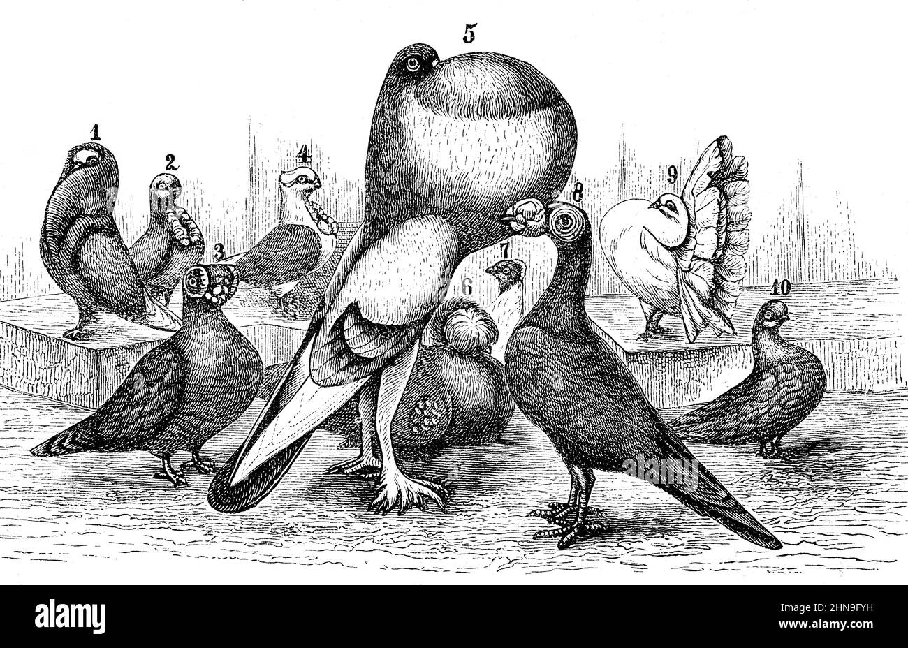 Verschiedene Arten der Zuchttaube: 1.Perrückentaube, 2.Ägyptisches Mövchen, 3.Berbereitaube, 4. deutsches Schildmövchen, 5.englischer Kröpfer, 6.buchische Trommeltaube, 7. Nönnchen, 8.Carrier, 9. Pfautaube, 10. Almondstümmler / verschiedene Zuchttauben: 1.Perridge-Taube, 2.Ägyptische Möwe, 3.berber Taube, 4.Deutsche Schildtaube, 5.englischer Kräker, 6. Bucharian-Trommeltaube, 7. Nonne, 8.carrier, 9. pfauentaube, 10. Mandeltrompeter, Historisch, historisch, digital verbesserte Reproduktion eines Originals aus dem 19th. Jahrhundert / digital restaurierte Produktion einer Originalvorlage Stockfoto