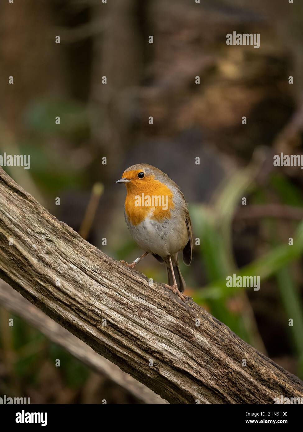Robin (Erithacus rötella) Stockfoto