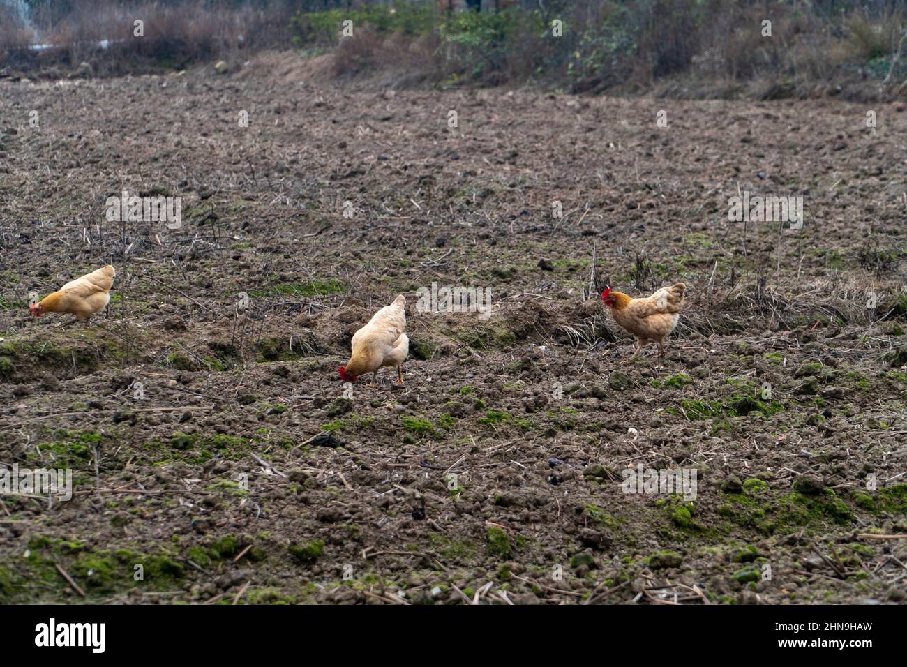 Hühner in chinesischen ländlichen Feldern Stockfoto