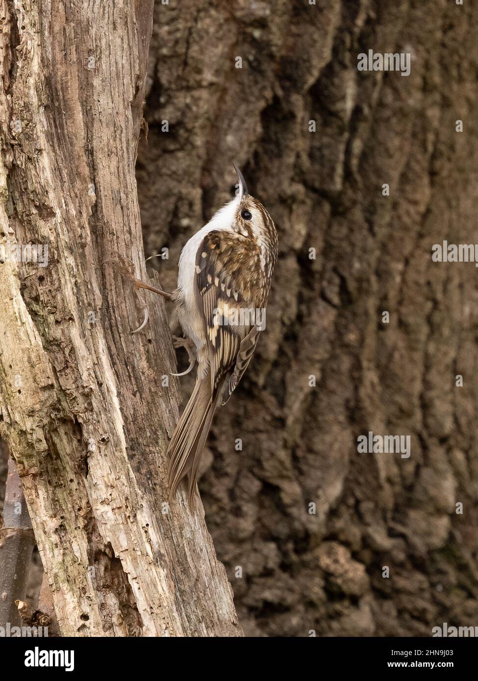 Treecreeper (Certhia familiaris) Stockfoto