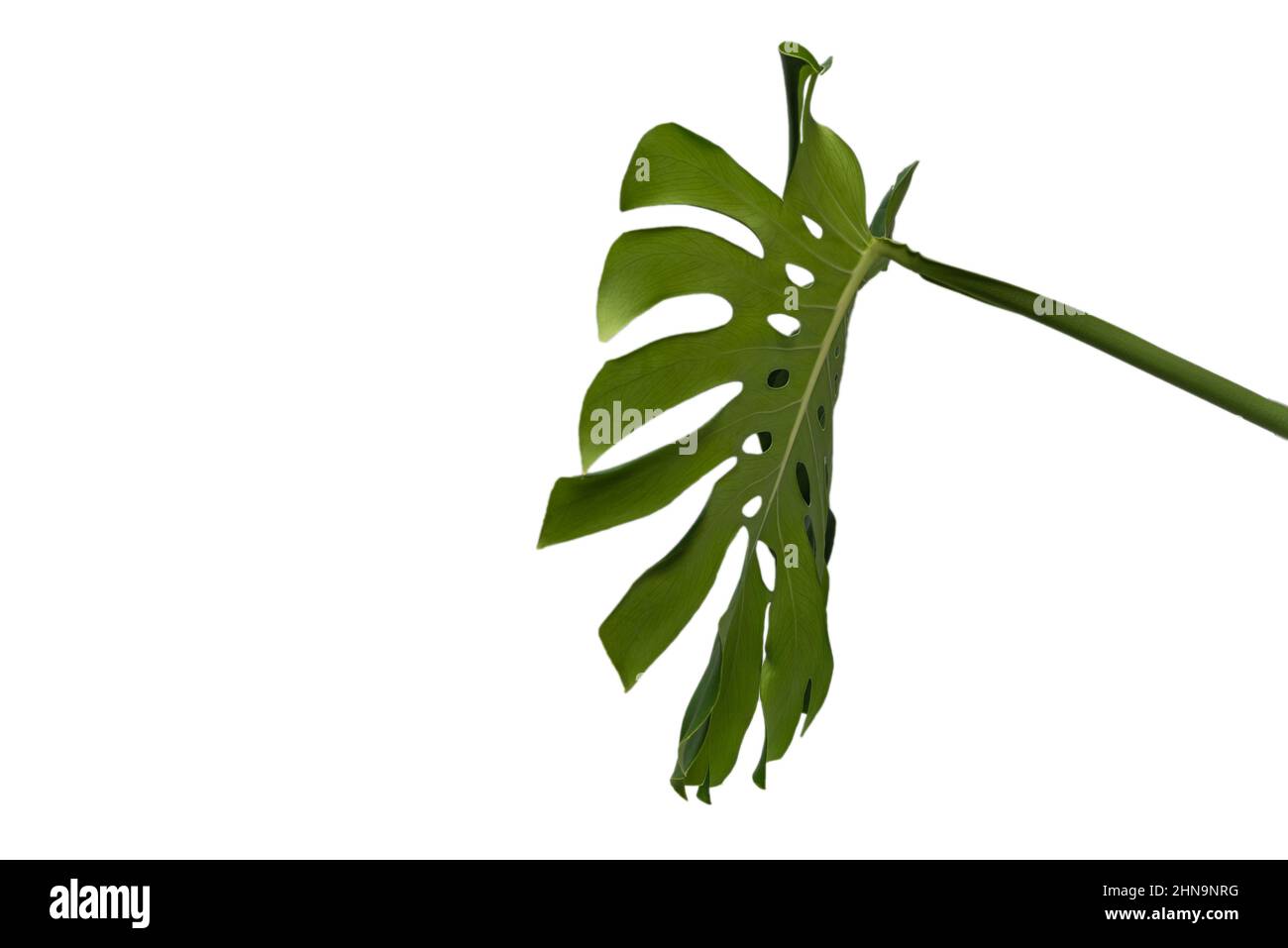 Grüne Pflanze Monstera isoliert auf einem weißen Hintergrund. Stockfoto
