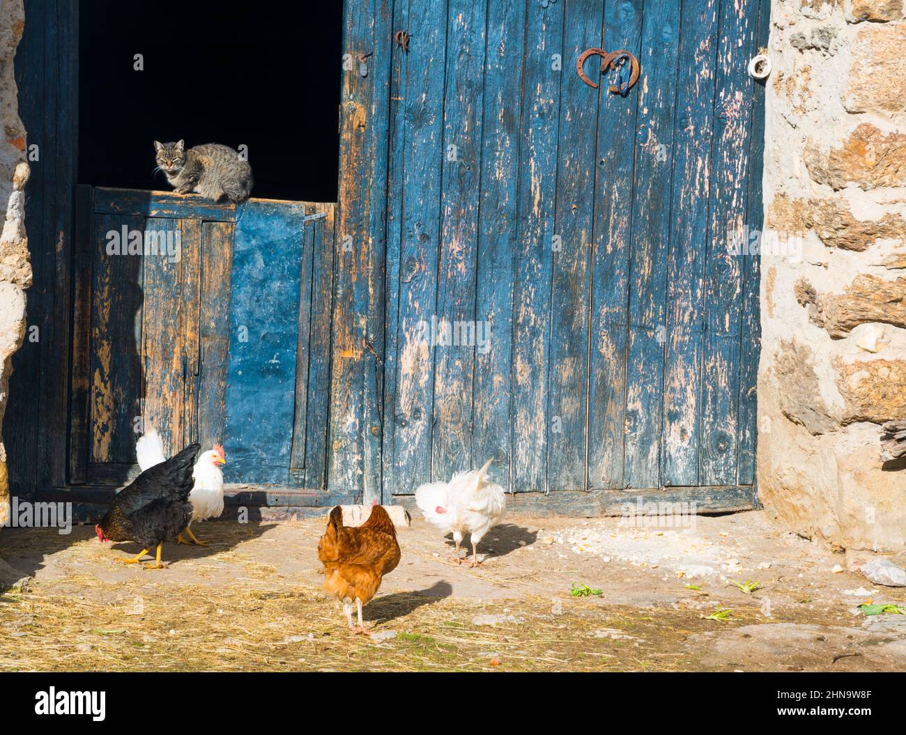 Katze und Hühner auf einem Bauernhof. Stockfoto