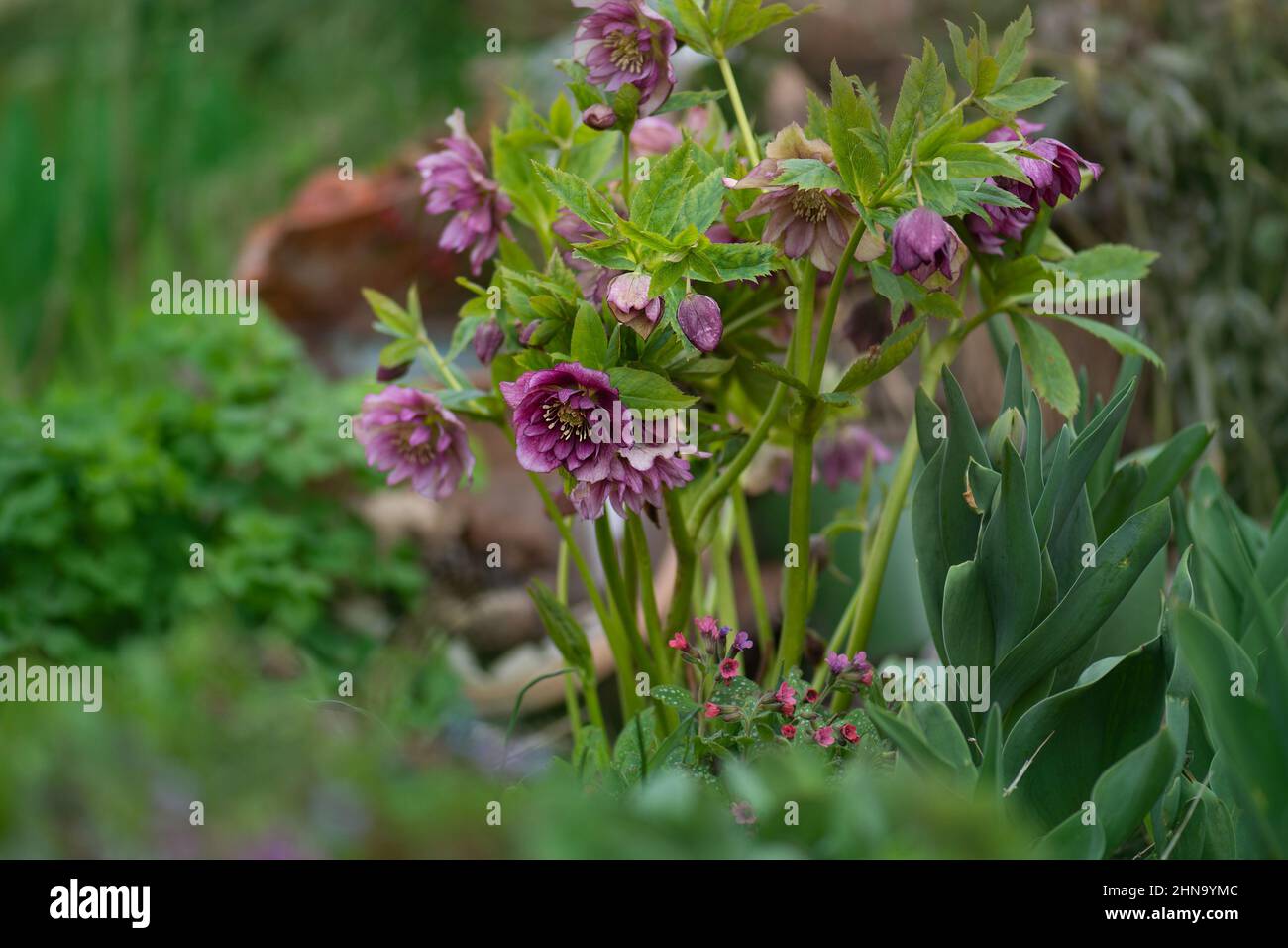 Lenten Rose oder Hellebore Double Ellen Picotee Blumen. Dicht doppelt große Christrose Blüte. Hellebore Bepflanzung im Garten in semi Sha Stockfoto