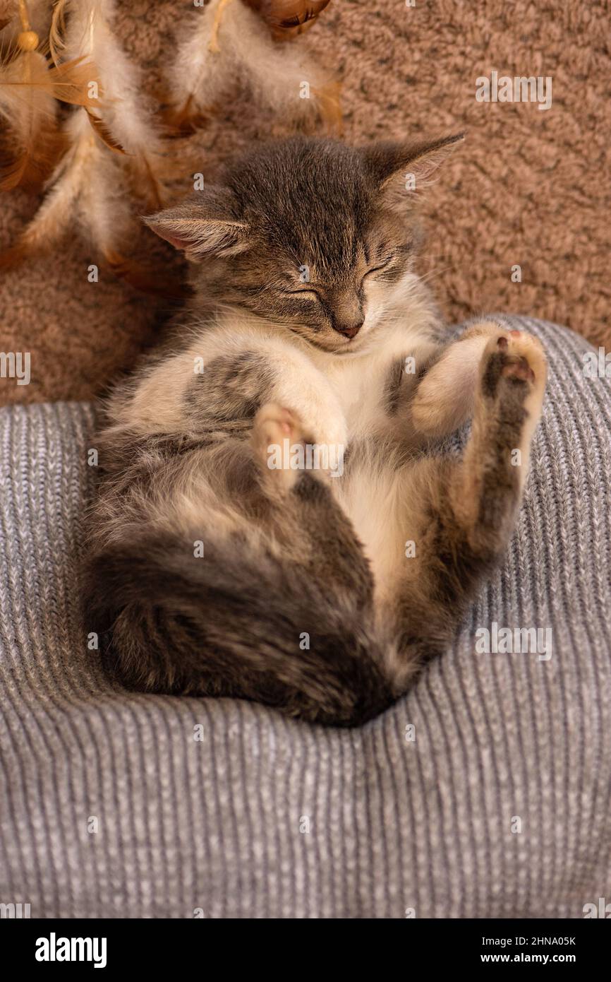 Entspannen mit Haustier auf einem Sofa. Kätzchen schläft auf einer Decke. Stockfoto