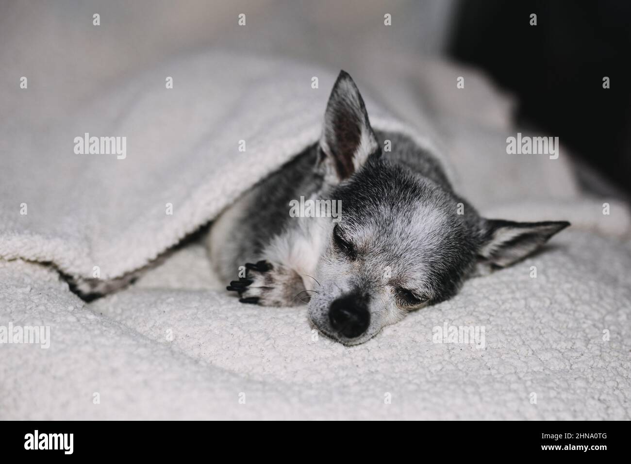 Porträt eines chihuahua Hundes, der zu Hause unter einer Decke schläft. Stockfoto
